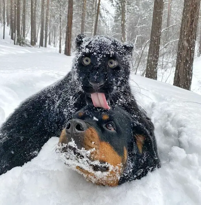 Panther Abandoned,Mother,Grows Up,Human,Rottweiler,Best Friend