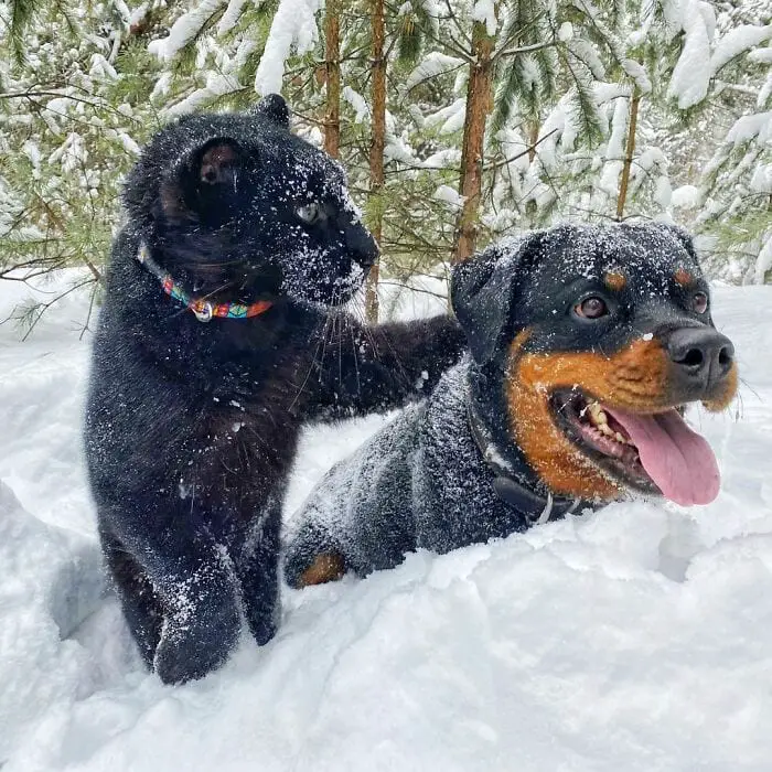 Panther Abandoned,Mother,Grows Up,Human,Rottweiler,Best Friend