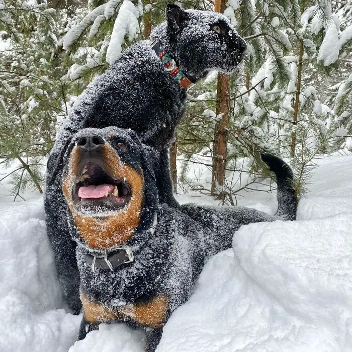 Panther Abandoned,Mother,Grows Up,Human,Rottweiler,Best Friend