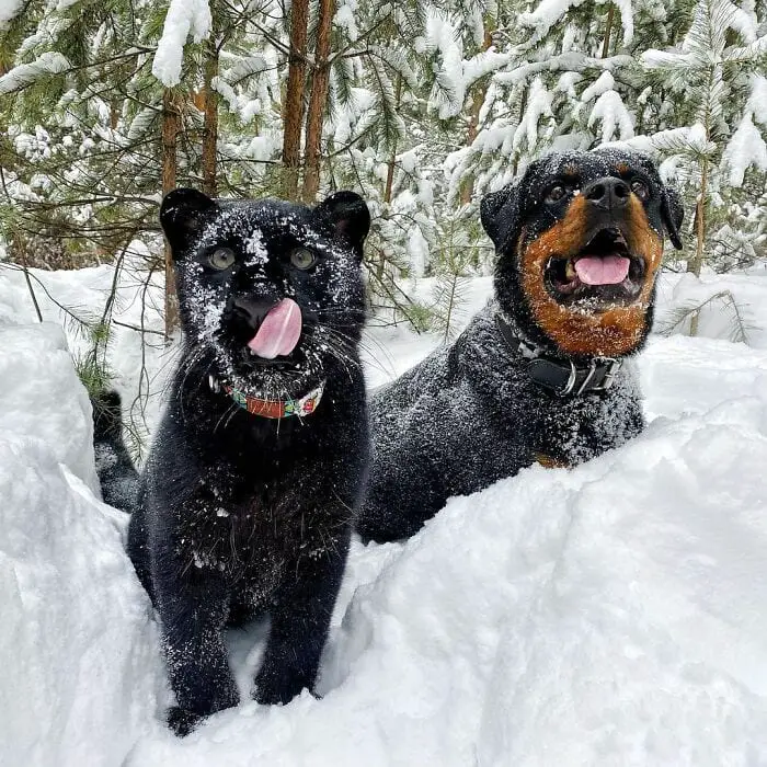 Panther Abandoned,Mother,Grows Up,Human,Rottweiler,Best Friend