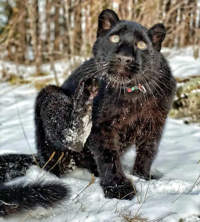 Panther Abandoned,Mother,Grows Up,Human,Rottweiler,Best Friend