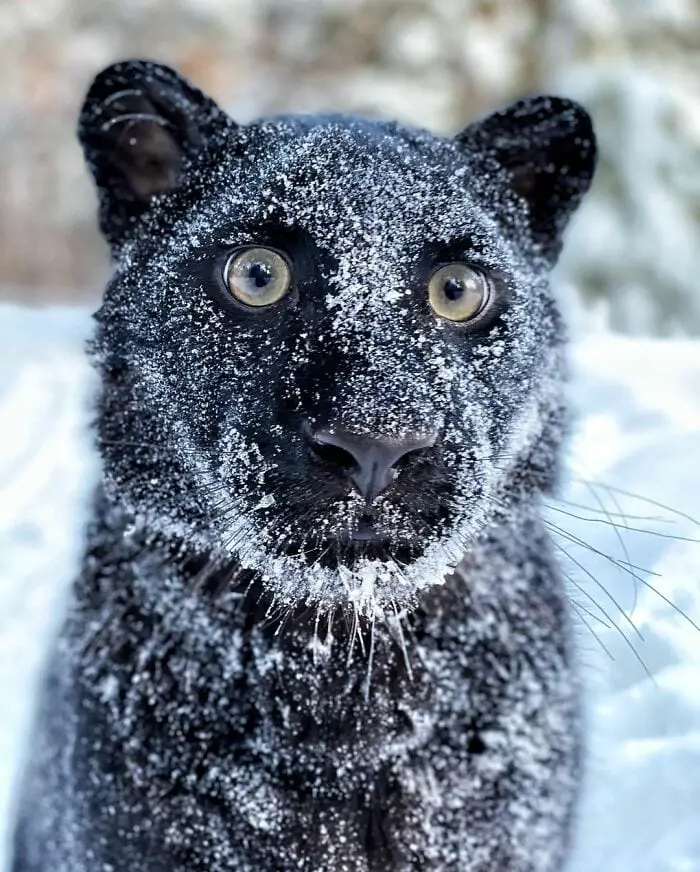 Panther Abandoned,Mother,Grows Up,Human,Rottweiler,Best Friend