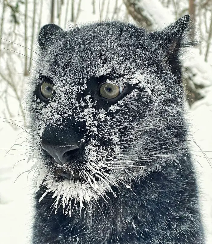 Panther Abandoned,Mother,Grows Up,Human,Rottweiler,Best Friend