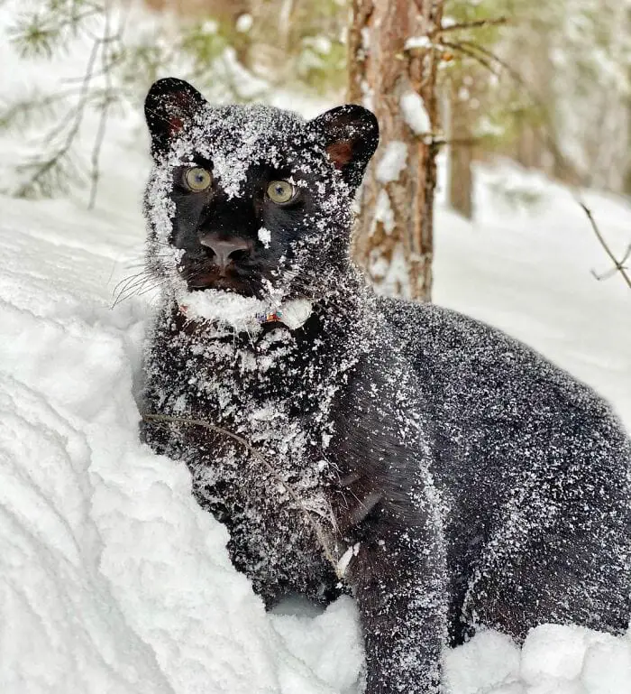 Panther Abandoned,Mother,Grows Up,Human,Rottweiler,Best Friend