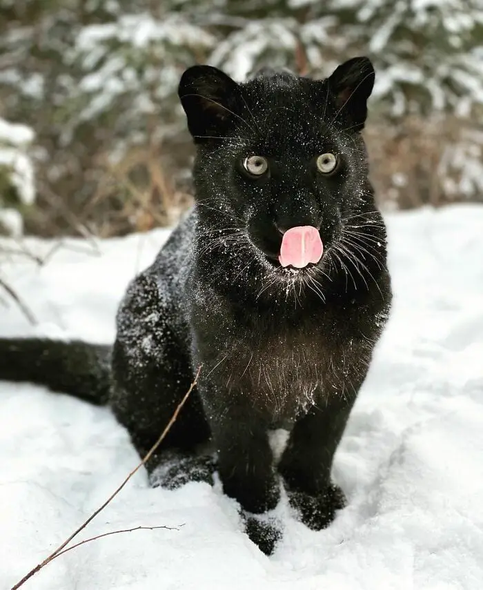 Panther Abandoned,Mother,Grows Up,Human,Rottweiler,Best Friend