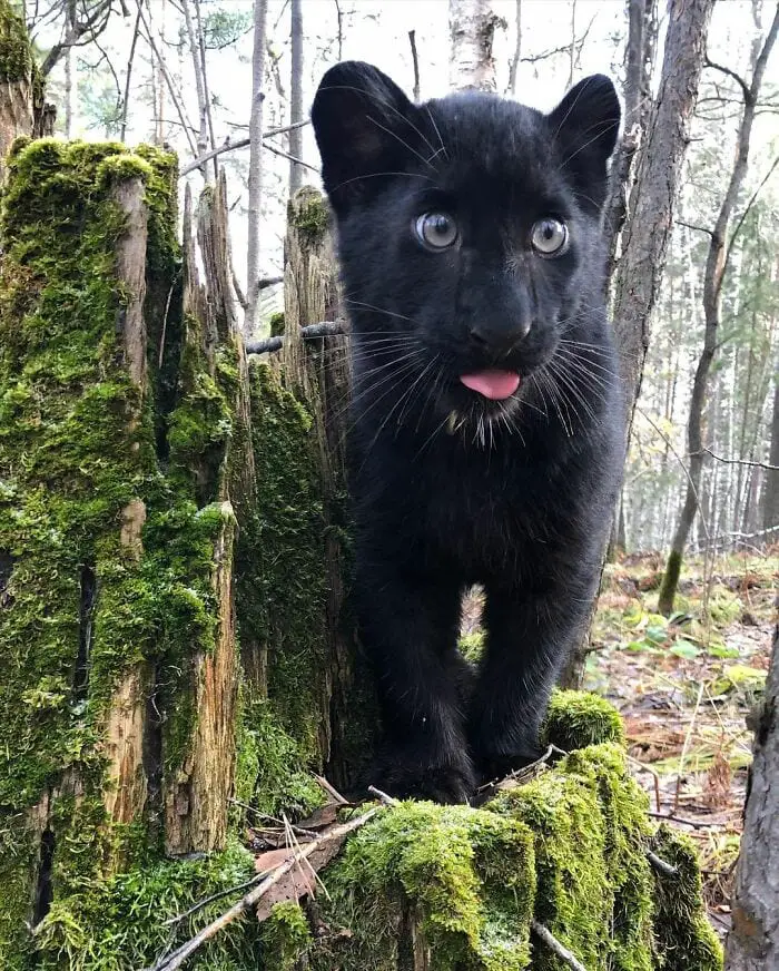 Panther Abandoned,Mother,Grows Up,Human,Rottweiler,Best Friend