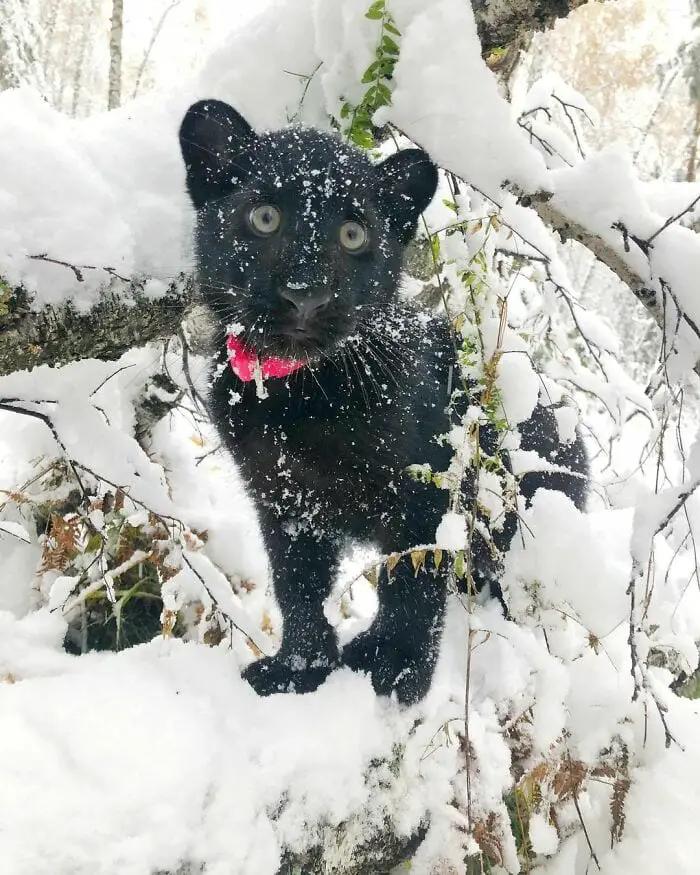 Panther Abandoned,Mother,Grows Up,Human,Rottweiler,Best Friend