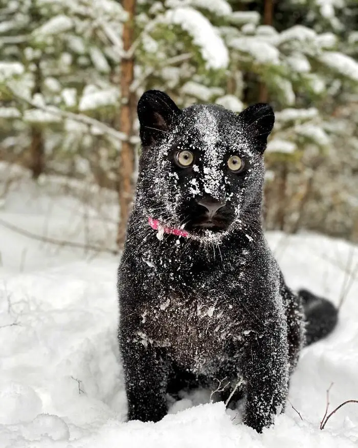 Panther Abandoned,Mother,Grows Up,Human,Rottweiler,Best Friend