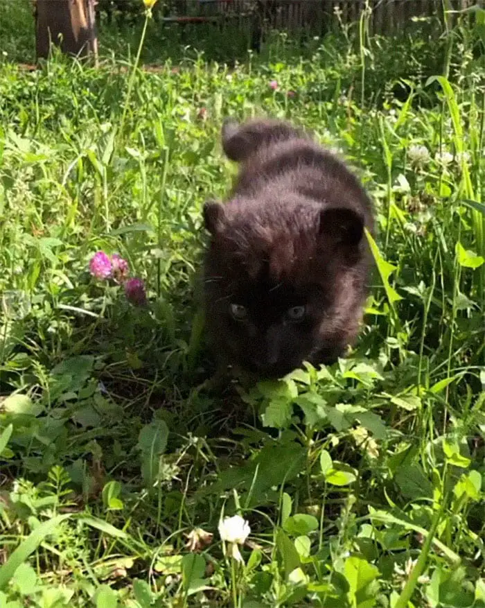 Panther Abandoned,Mother,Grows Up,Human,Rottweiler,Best Friend