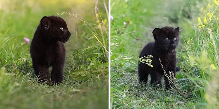 Panther Abandoned,Mother,Grows Up,Human,Rottweiler,Best Friend