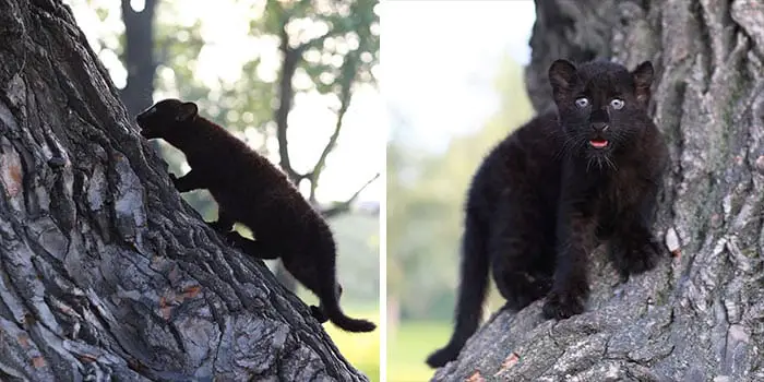 Panther Abandoned,Mother,Grows Up,Human,Rottweiler,Best Friend