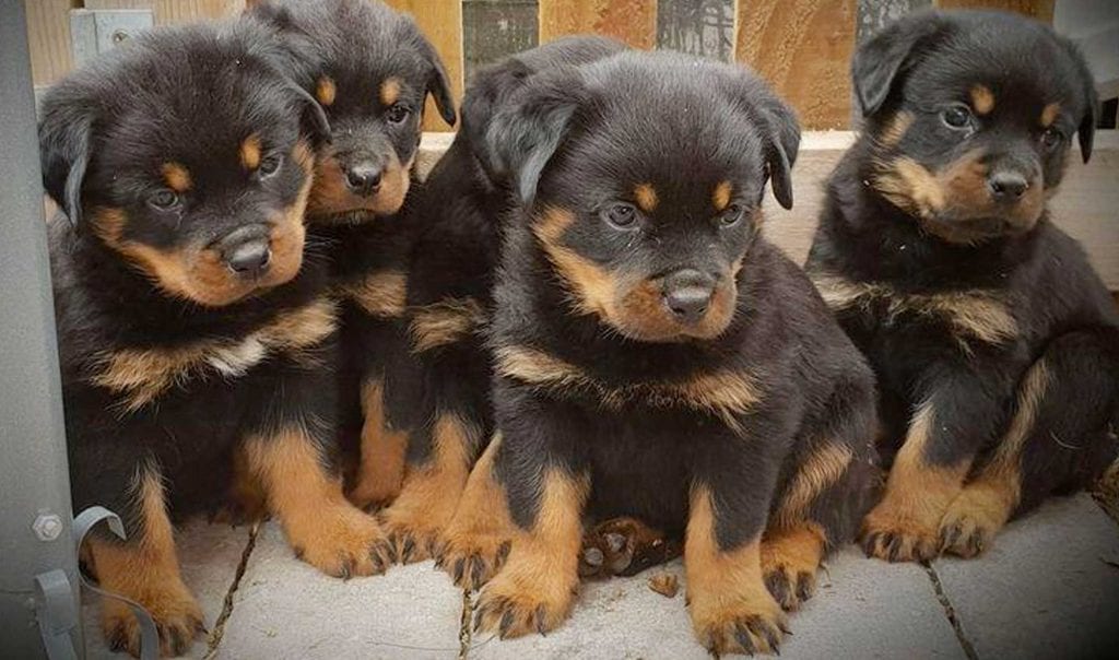 Rottweiler Dog Names: 54 Most Popular Ones 2 Rottweiler Dog Names