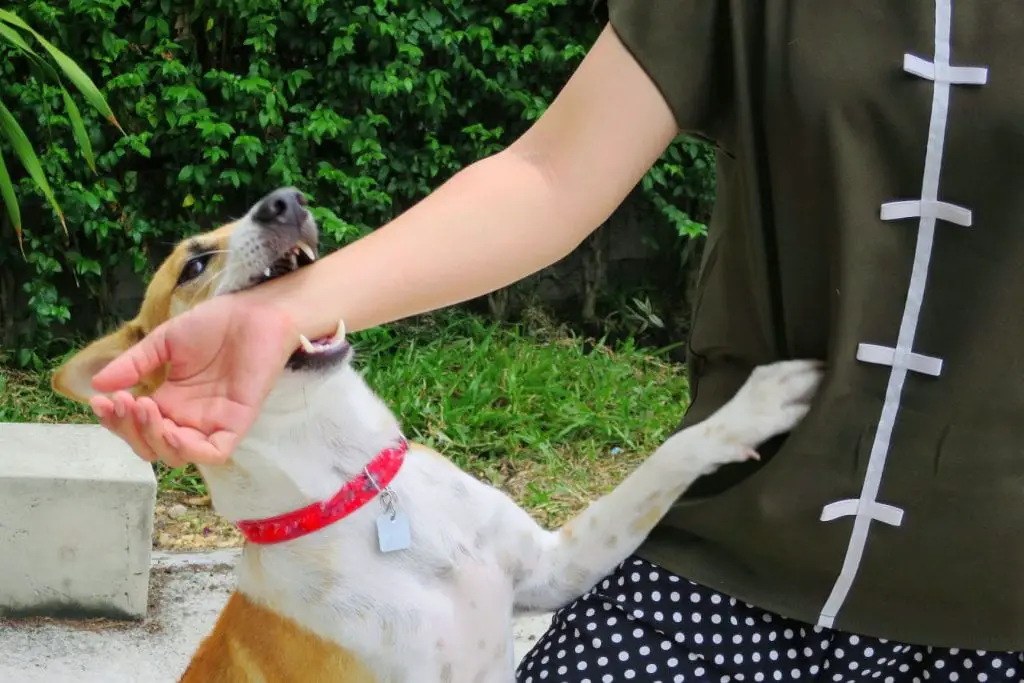 6 Things You Should Do After A Dog Attack 1 Dog Attack