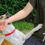 Dog Attack