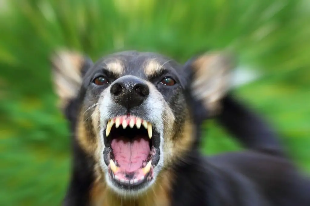 6 Things You Should Do After A Dog Attack 2 Dog Attack