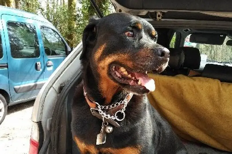 rottweiler eats ppe