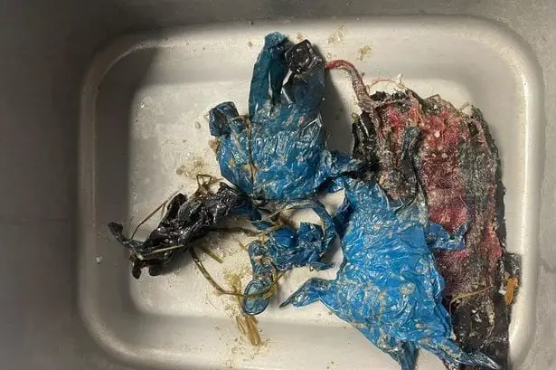 Wakefield Rottweiler Eats PPE-Filled Box, Horrifies Owner 1 rottweiler
