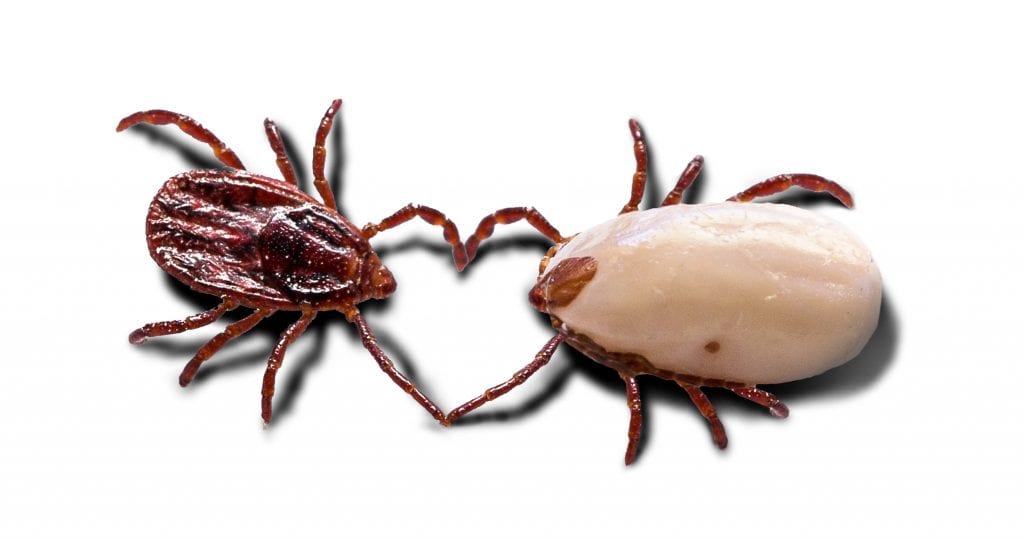 3 Natural Ways To Control Rottweiler Ticks And Fleas 1 Ticks And Fleas