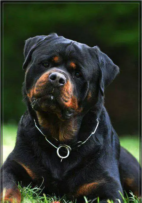 rottweiler history