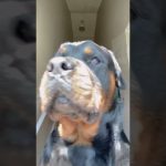 maxresdefault