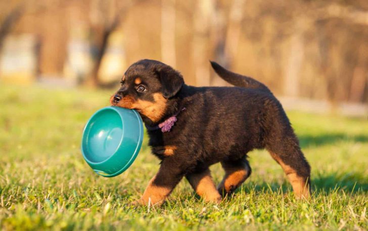 6 Nutritional Tips to Follow to Make Sure Your Rottweiler Will Grow Strong 3 Dog Food
