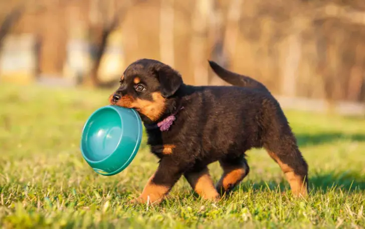 Rottweiler Life Expectancy and Common Causes of Death 2 Dog Food