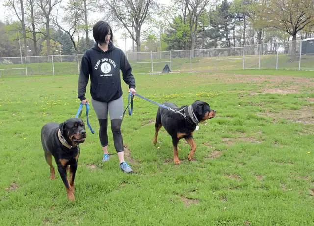 5 Best Rottweiler-Friendly Vacation Destinations 5 Paris, France