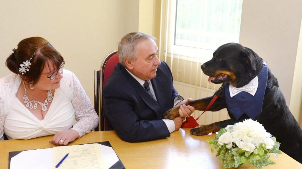 6 signs your Rottweiler is jealous of your phone 1 signs your Rottweiler is jealous