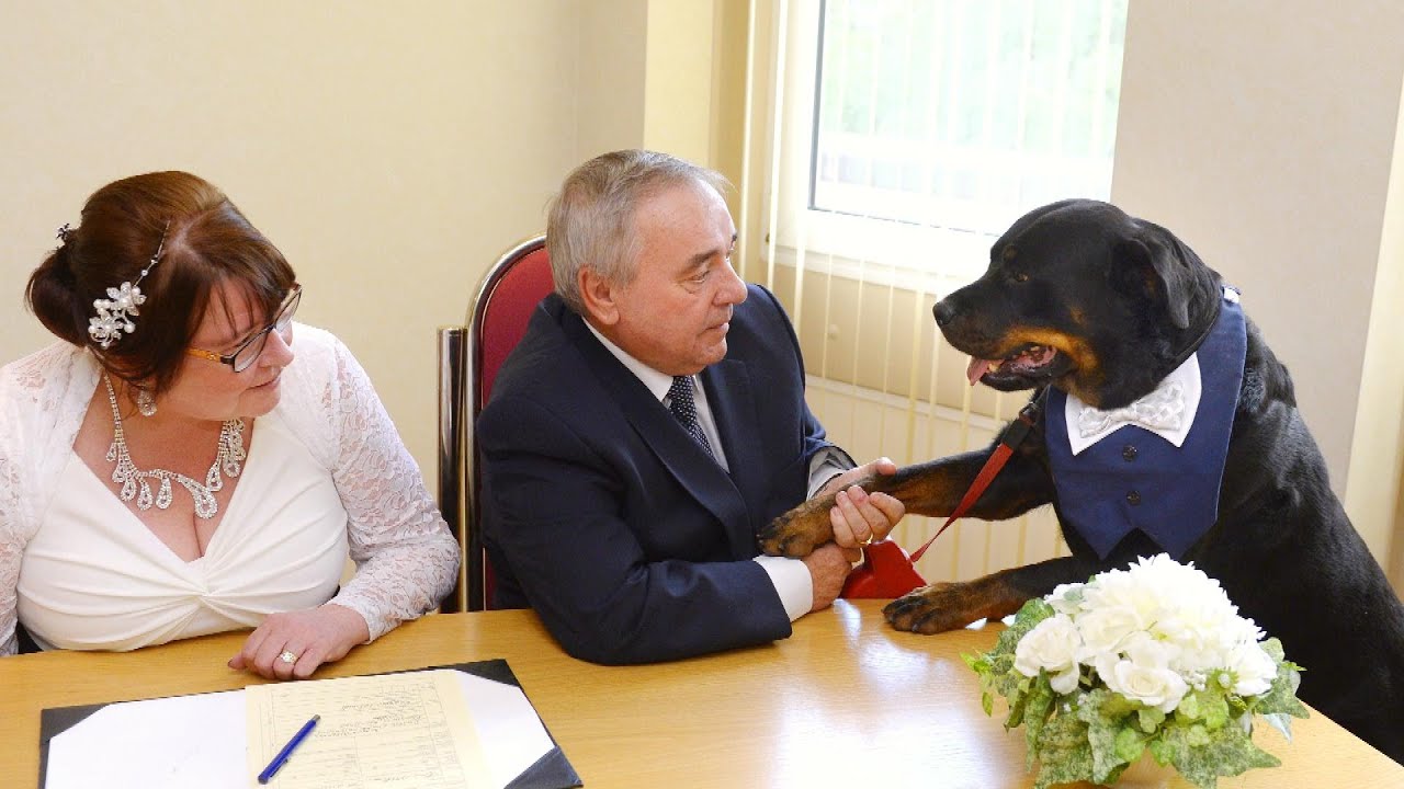 6 signs your Rottweiler is jealous of your phone