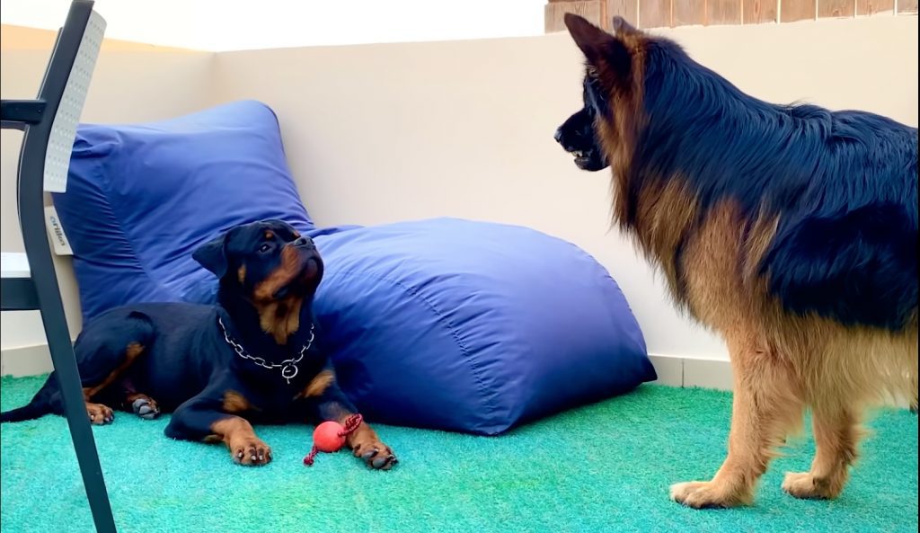 5 Best Rottweiler-Friendly Vacation Destinations 8 Rottweiler vs German