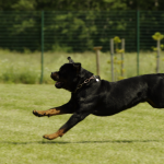 How Fast Can a Rottweiler Run