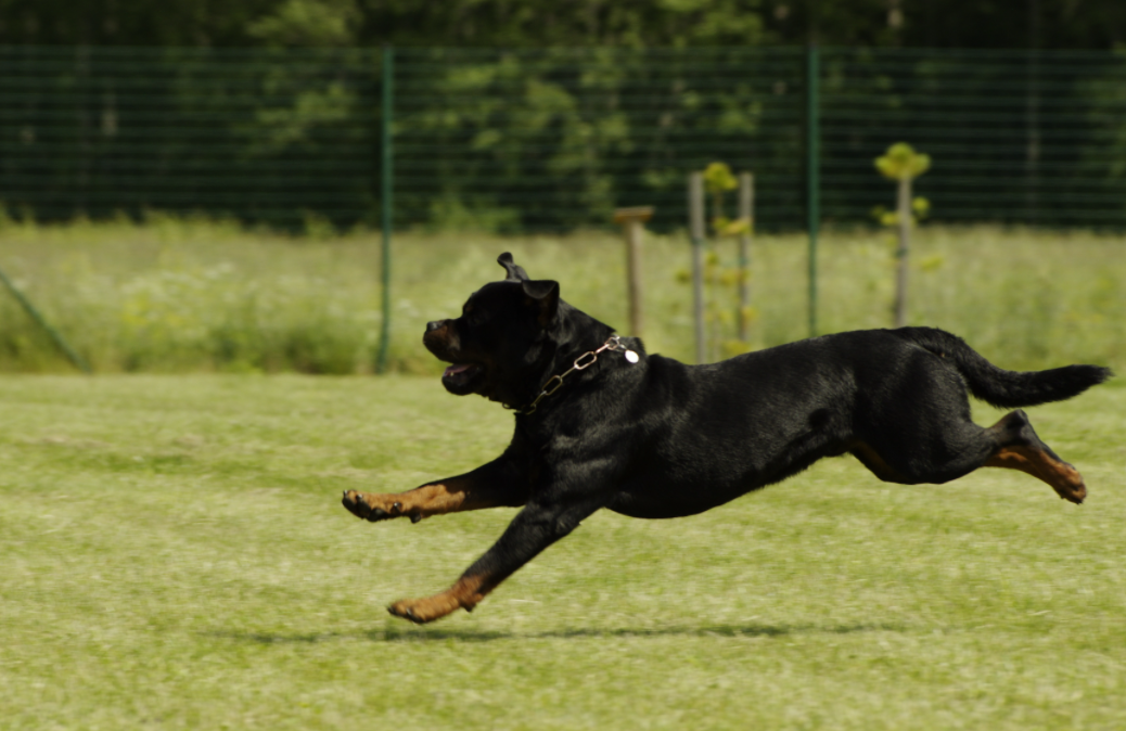 How Fast Can a Rottweiler Run