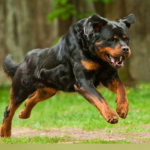 Rottweilers