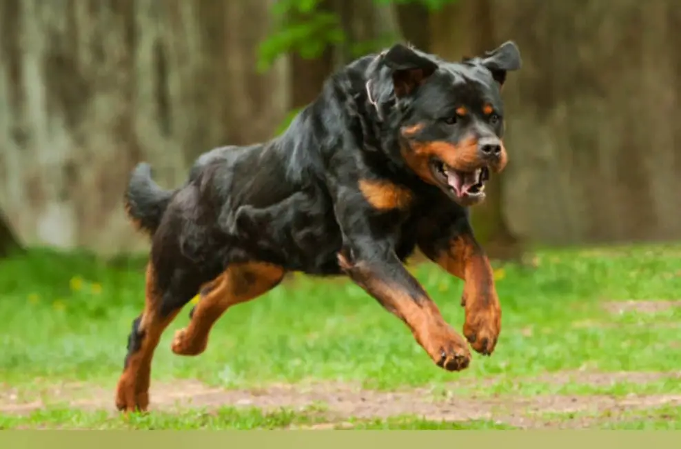 Rottweilers Like To Run , Is It True Or Just A Myth? 1 Rottweilers