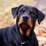 Rottweiler Doberman Mix
