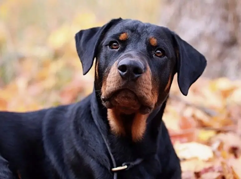 Rottweiler Doberman Mix