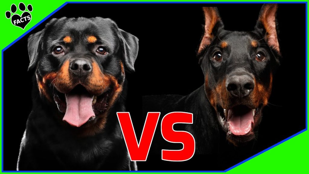 Rottweiler Doberman Mix - Is Rotterman The Ultimate Guard Dog? 7 Rottweiler Doberman Mix