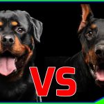 Rottweiler Doberman Mix