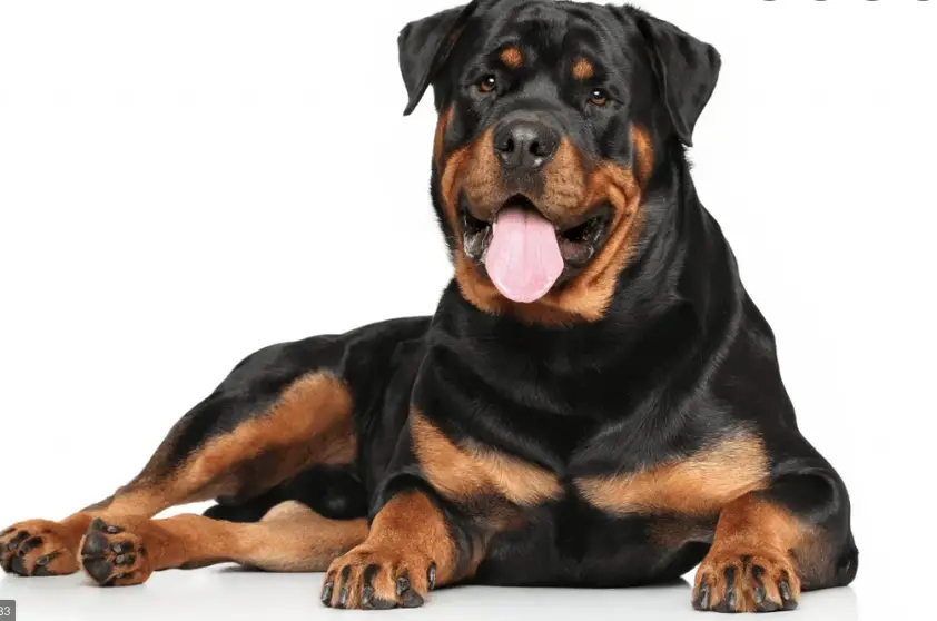 Rottweiler Dog Breed Information and Personality 1 rottweiler treats