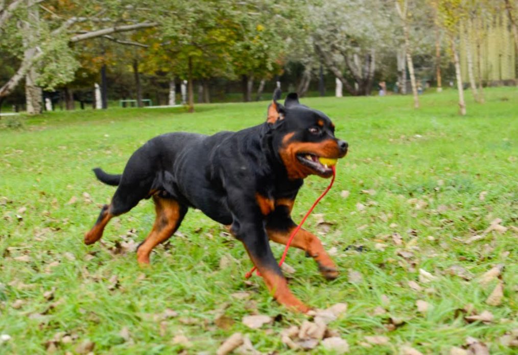 Hundeo: A Great Way To Train Your Dog