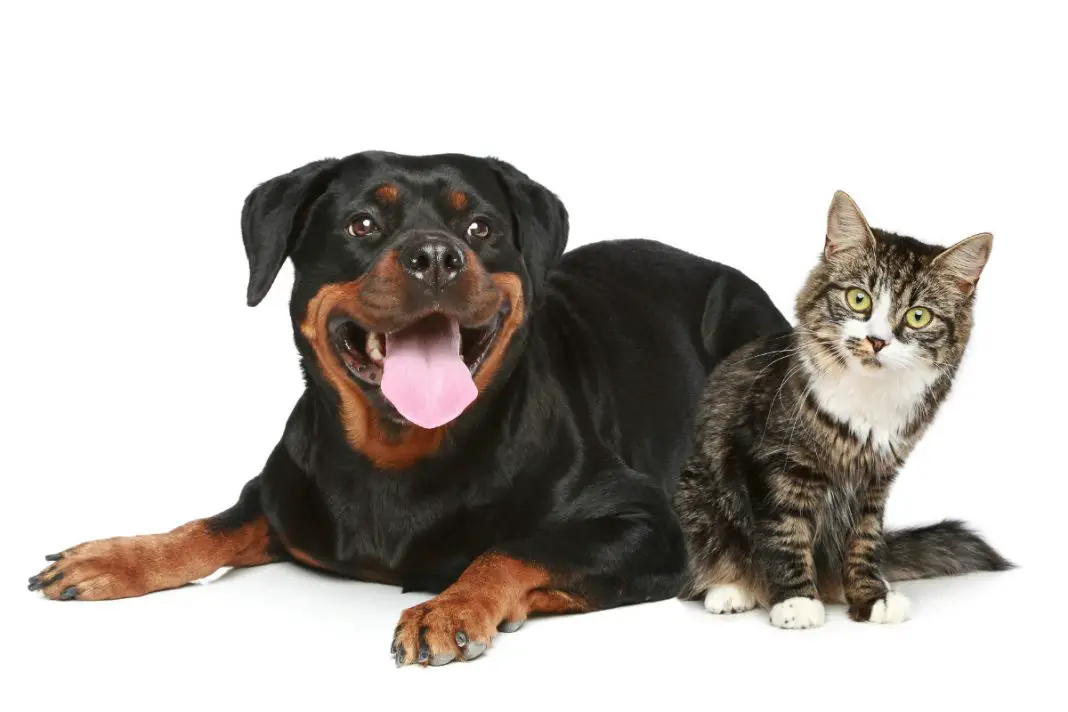 Rottweilers and Cats 