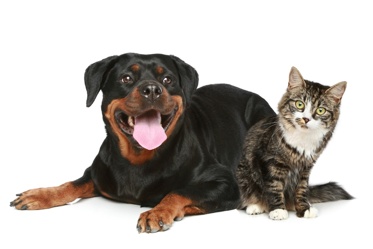 Top Things to Know If You're Keeping a Cat With Rottweilers