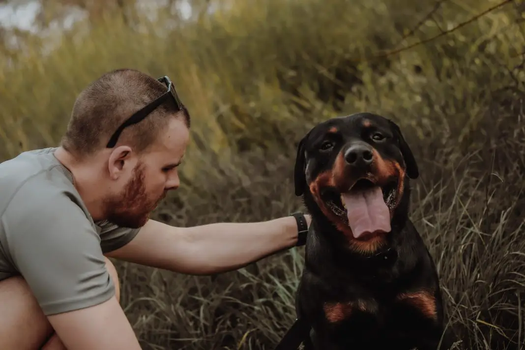 Rottweilers in Denmark