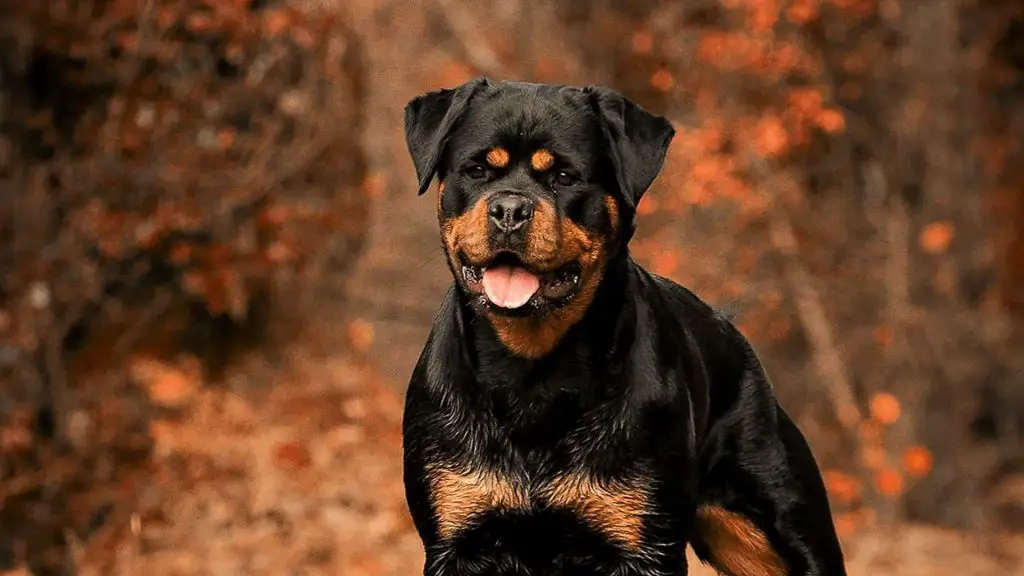 german rottweiler vs american rottweiler