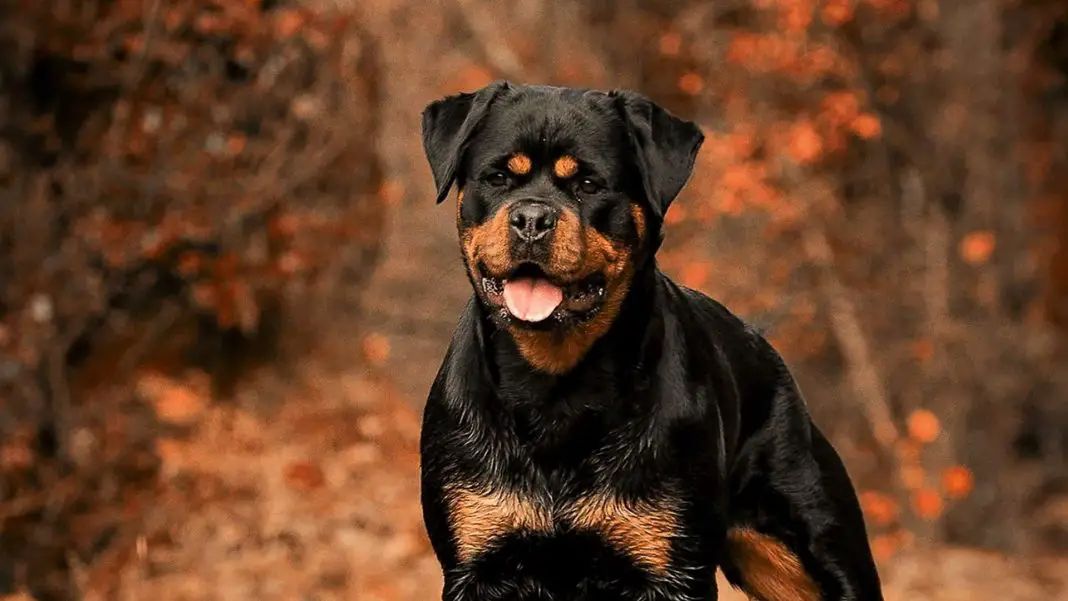 german rottweiler vs american rottweiler