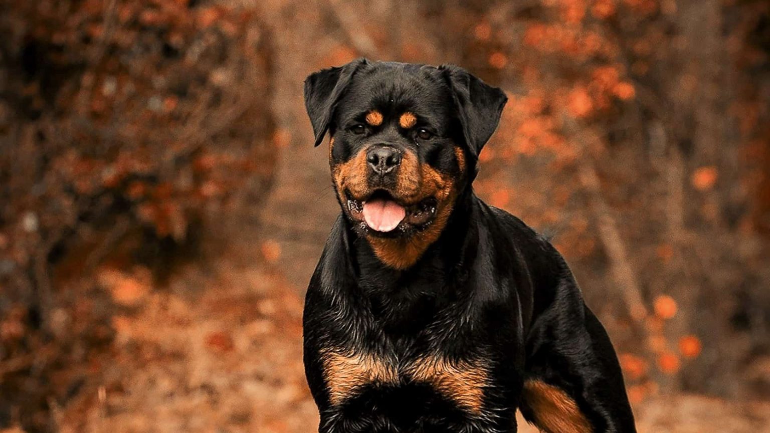 The German Rottweiler and American Rottweiler Explored Rottweiler Life