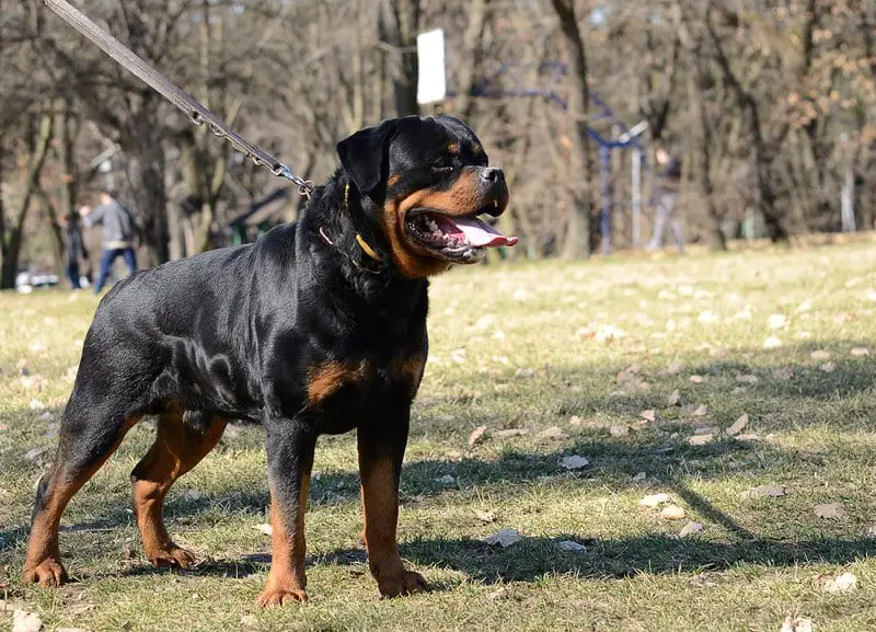 Roman Rottweiler: Breed Guide