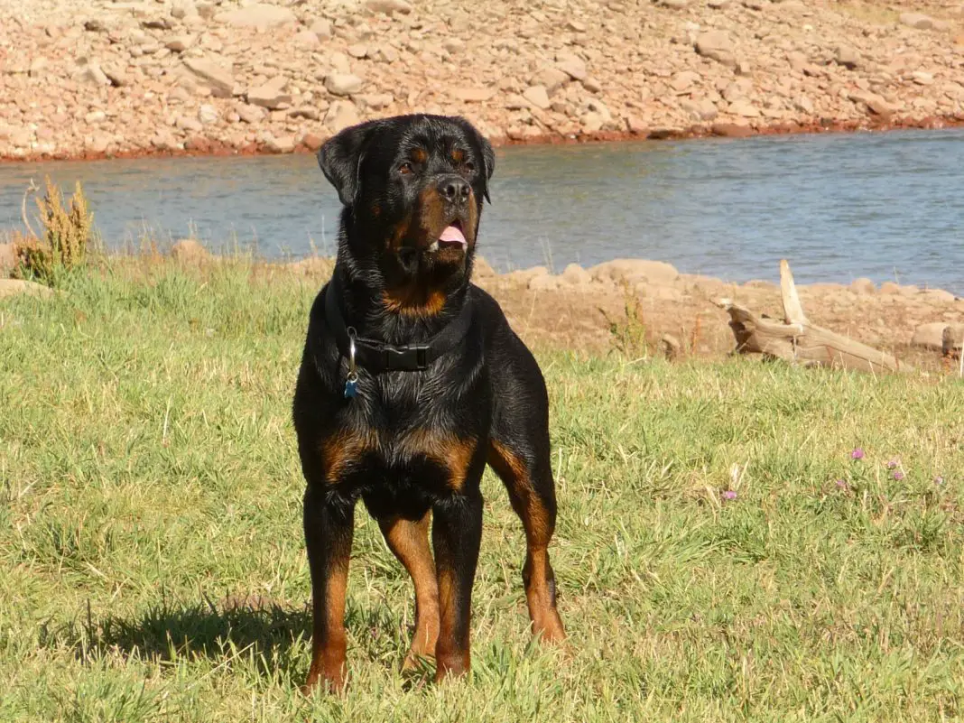 roman rottweiler