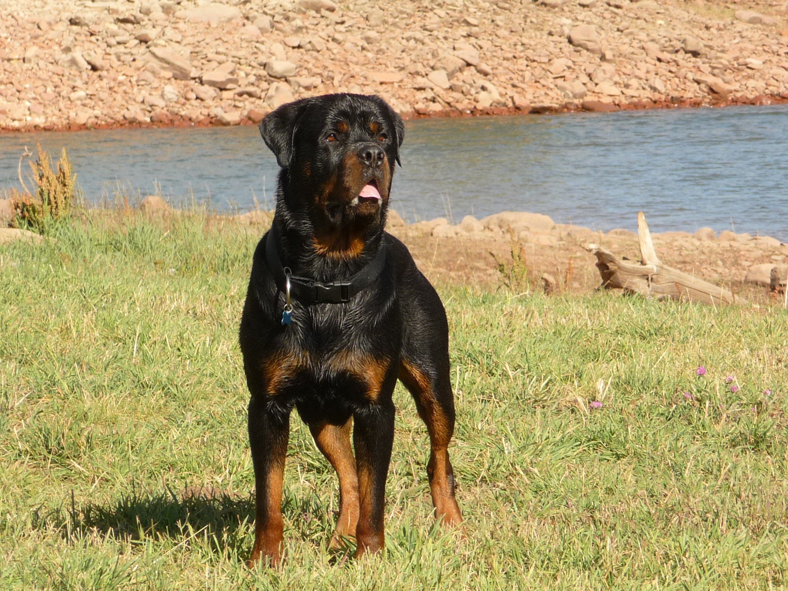 roman rottweiler Owning A Rottweiler