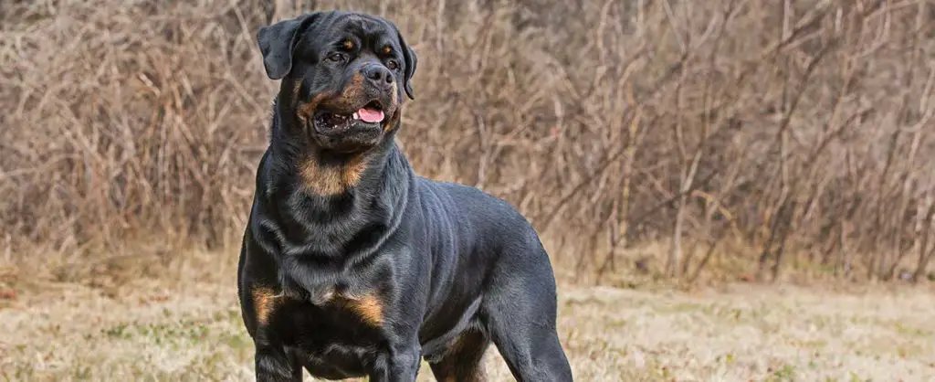 Rottweiler Life Expectancy and Common Health Concerns